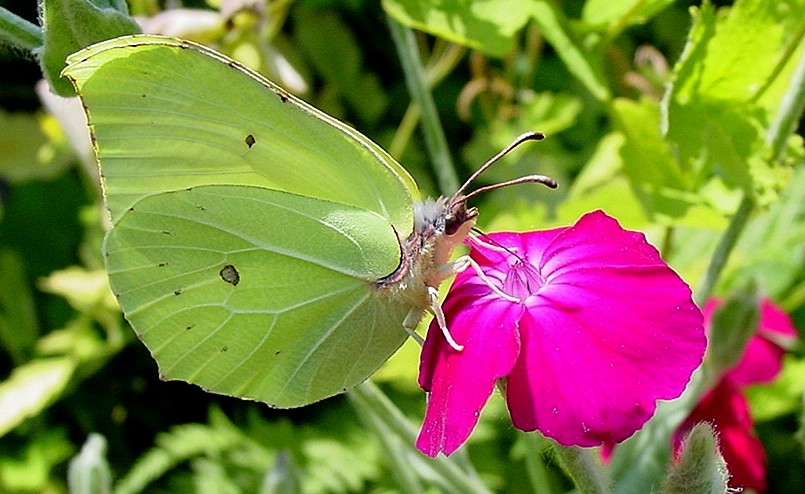 Gonepteryx rhamni, Melitaea didyma e Polyommatus cf. escheri